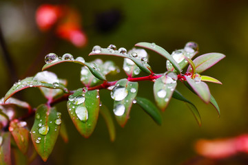 雨后4