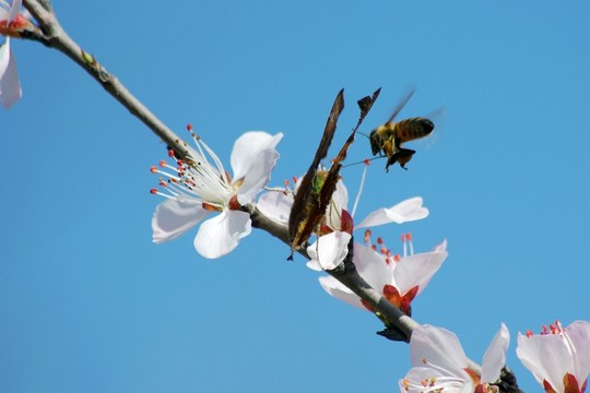 花與蝴蝶