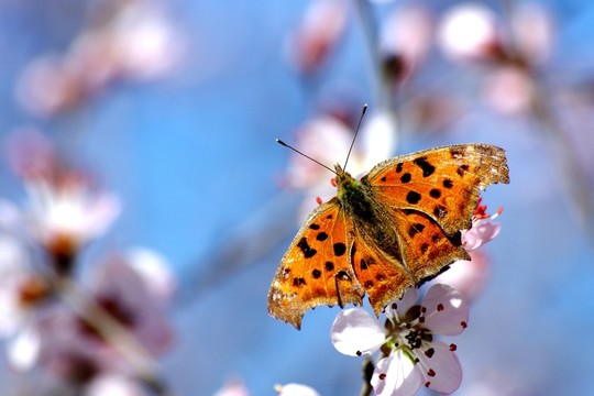 蝴蝶與桃花