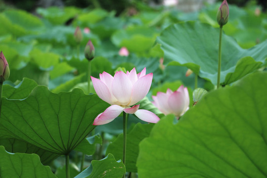 荷花