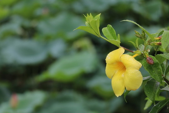 雨后花開