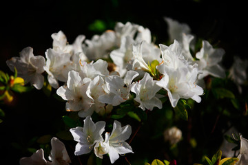 杜鵑花