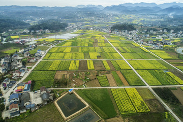 油菜花航拍