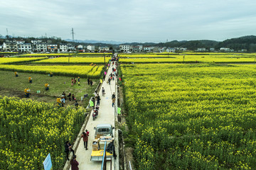 油菜花航拍