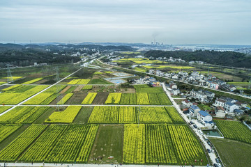 油菜花航拍