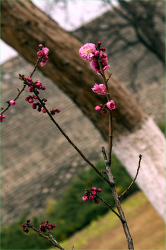 梅花