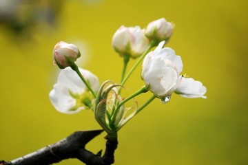 梨花