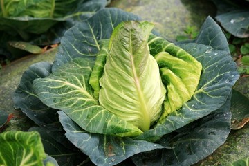 卷心白菜