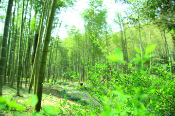 竹林