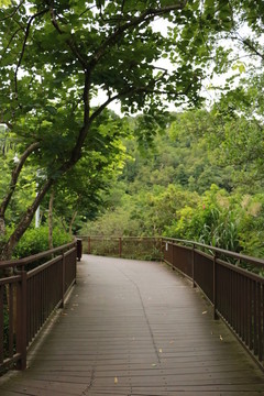 靜謐木棧道