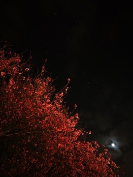 夜色下的櫻花