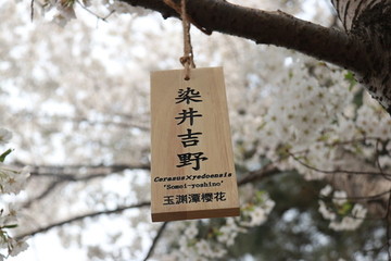 染井吉野