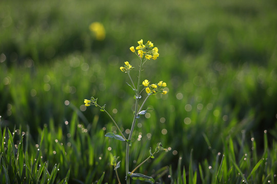 油菜花素材