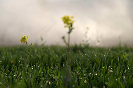 油菜花