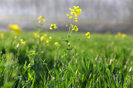 油菜花