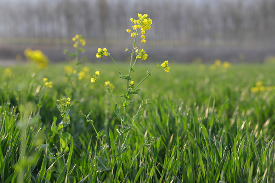 油菜花
