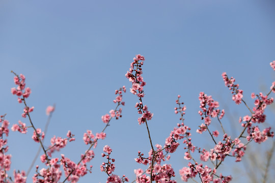 紫葉李
