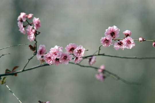 紫葉李