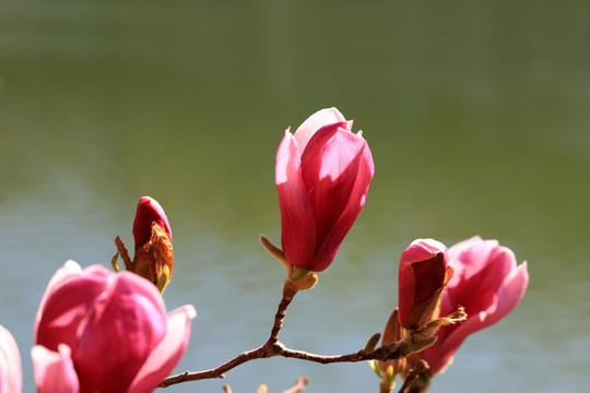 紫玉蘭花苞