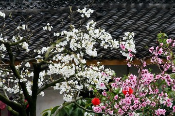 春到農(nóng)家