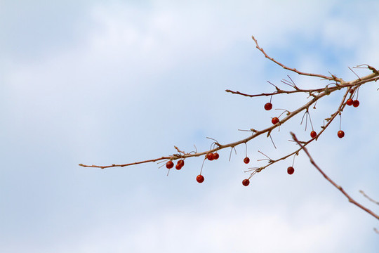 紅果藍天