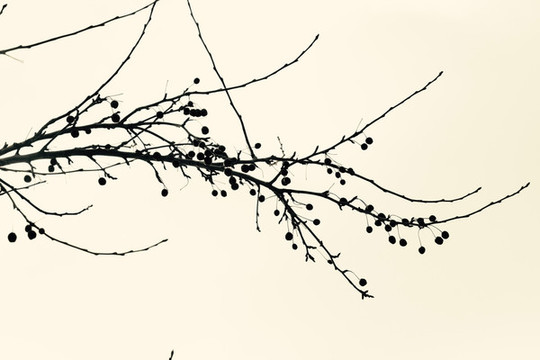 樹枝