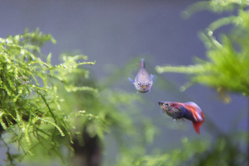 孔雀魚