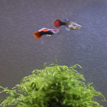孔雀魚