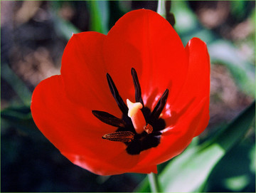 郁金香花海