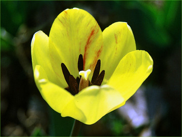 郁金香花海