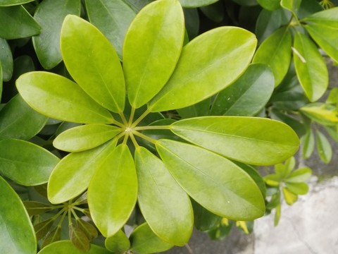 鵝掌柴