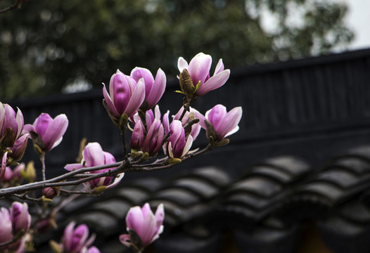 玉蘭花