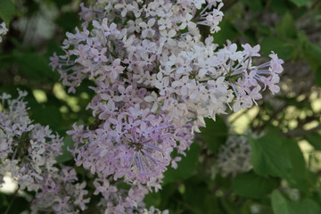 丁香花