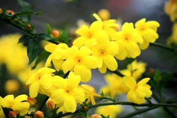 迎春花