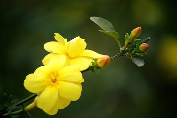 迎春花