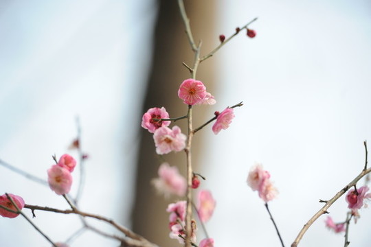 梅花