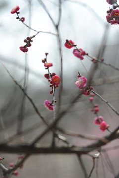 梅花