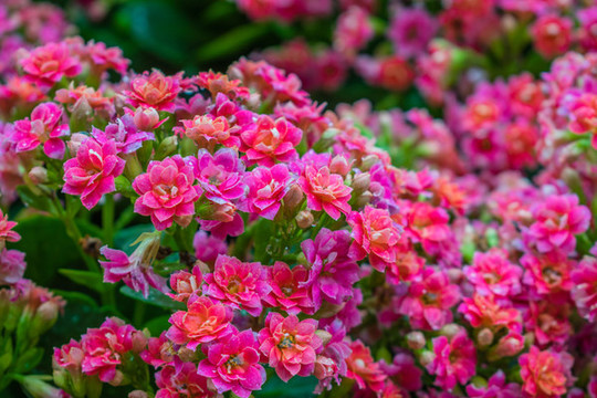 長壽花