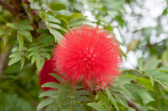 合歡花特寫