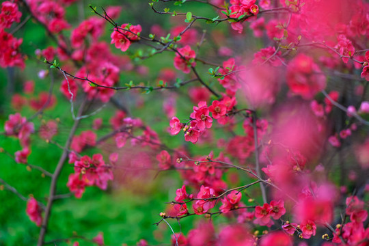 梅花
