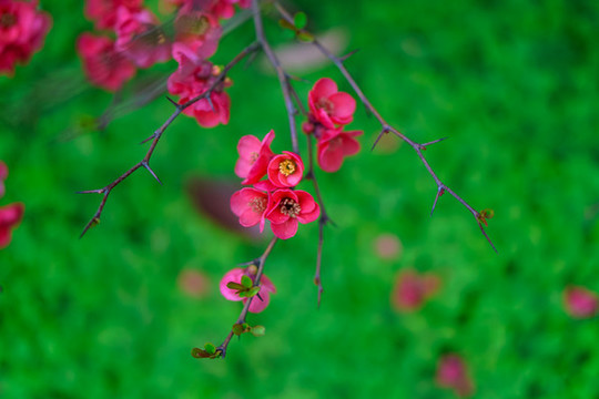 紅梅