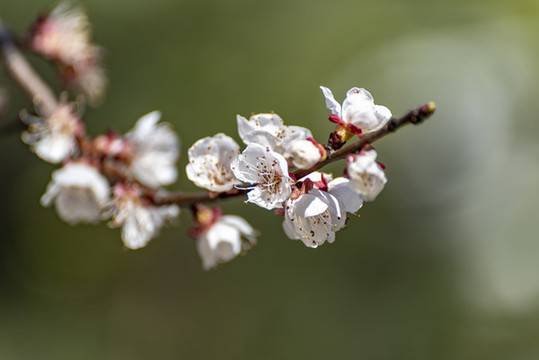 一枝花