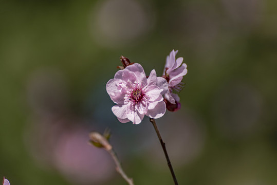 一枝花