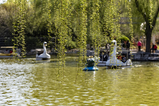 公園游船垂柳