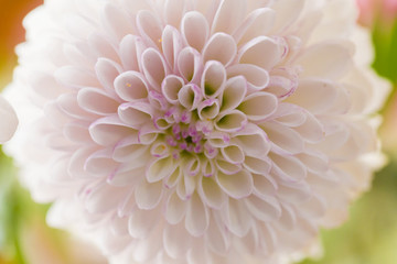 白菊花
