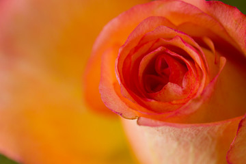 玫瑰花