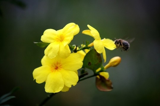 迎春花