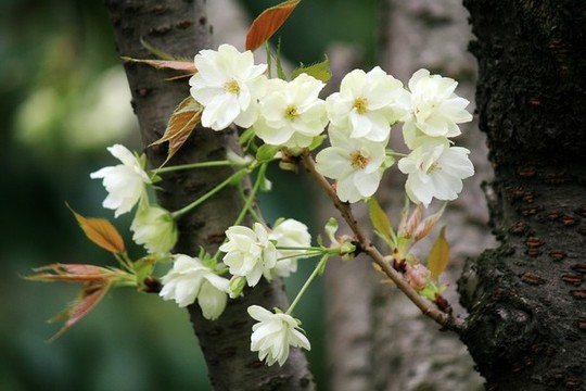 櫻花