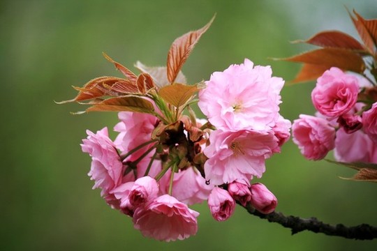 櫻花