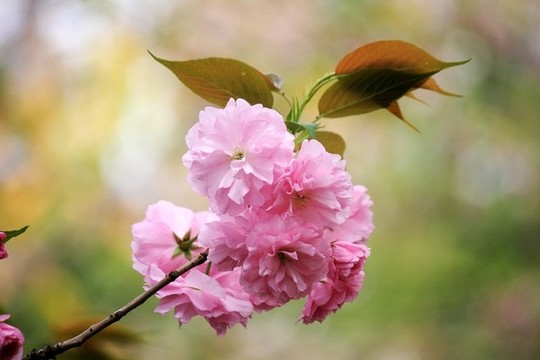 櫻花